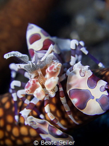 Harlekin shrimp by Beate Seiler 